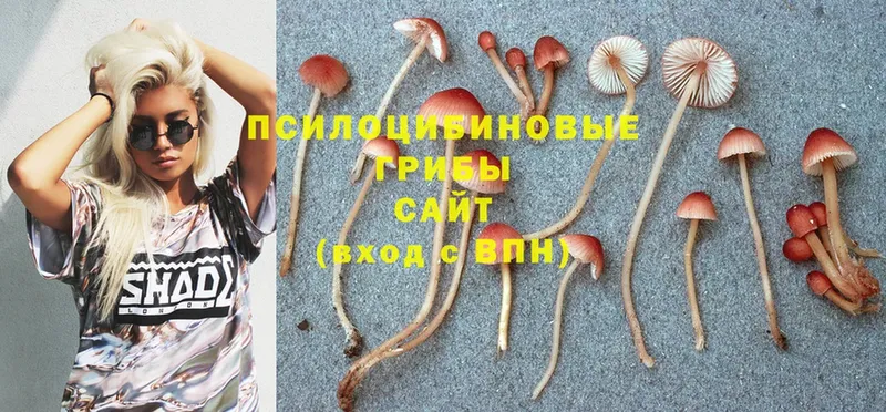 Галлюциногенные грибы Psilocybine cubensis  как найти закладки  Кимовск 